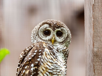 Rufous-legged owl - De Zonnegloed - Animal park - Animal refuge centre 
